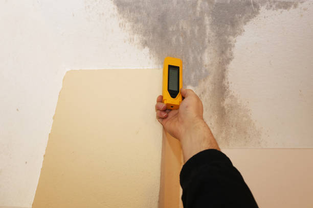 Best Mold Documentation for Insurance Claims  in Chicopee, MA