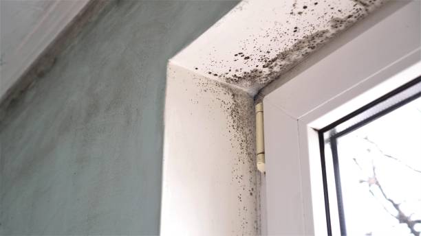 Best Post-Construction Mold Inspection  in Chicopee, MA