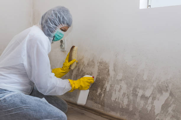 Professional Mold Removal in Chicopee, MA