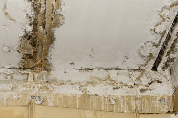 Best Mold Prevention Services  in Chicopee, MA