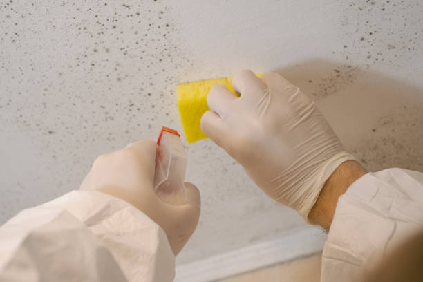Best HVAC Mold Inspection and Cleaning  in Chicopee, MA